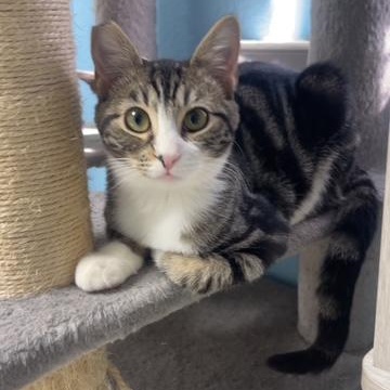 Cookie, Adoptable, Kitten Female Domestic Short Hair.