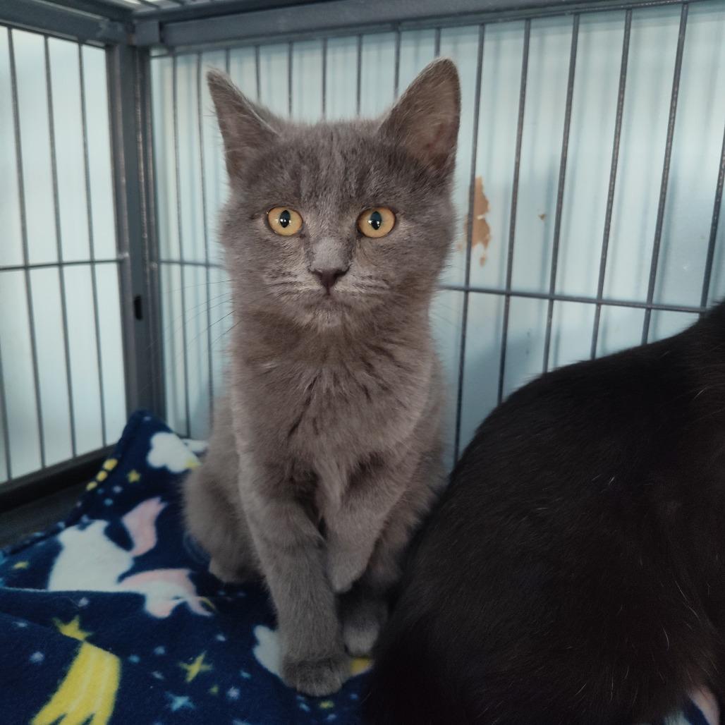 Rose (26-127), Adoptable, Kitten Female Domestic Medium Hair.