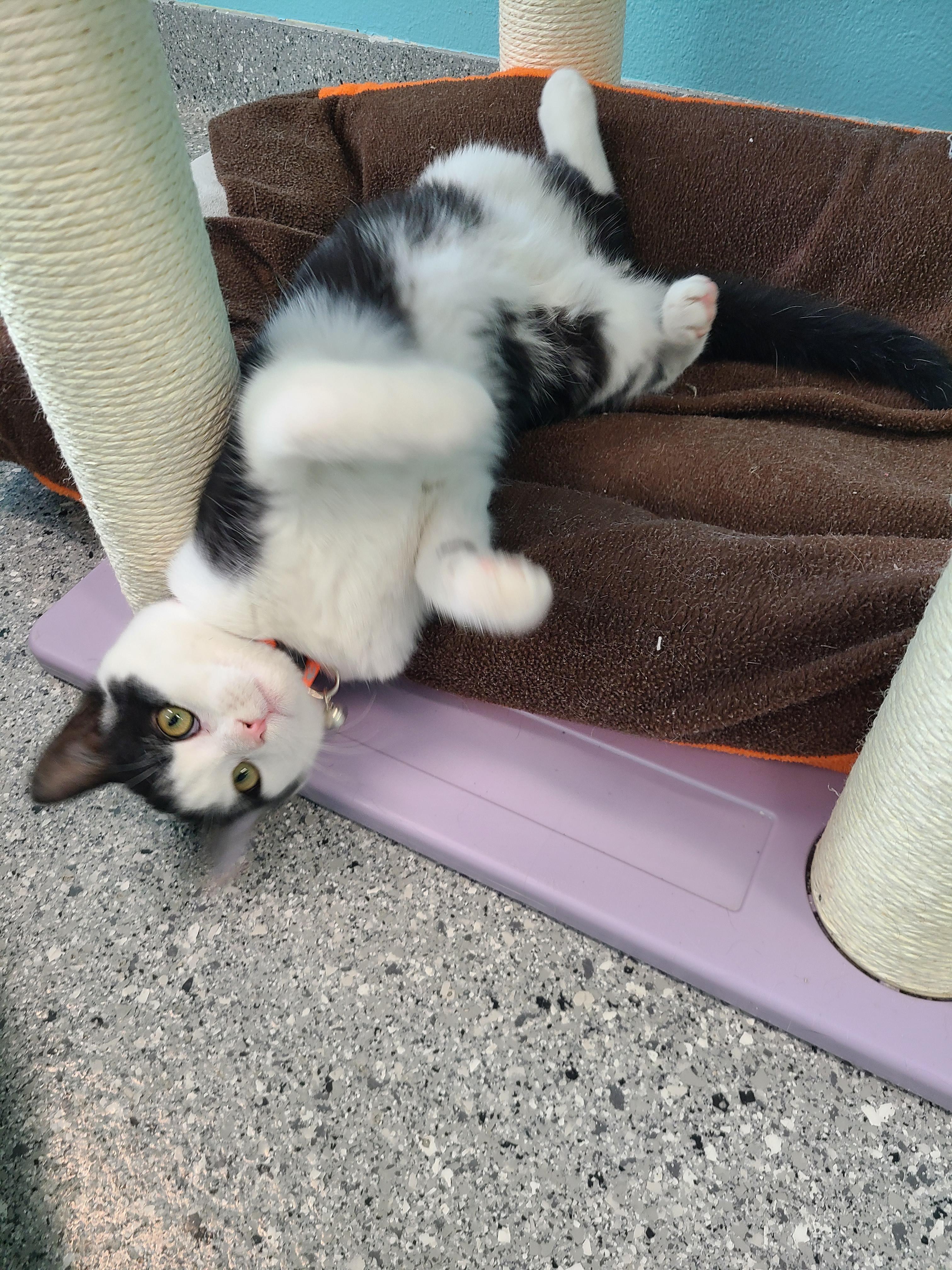 Enlarge Rudolph, a ADOPTABLE Tuxedo in Morris, MN image 2/2