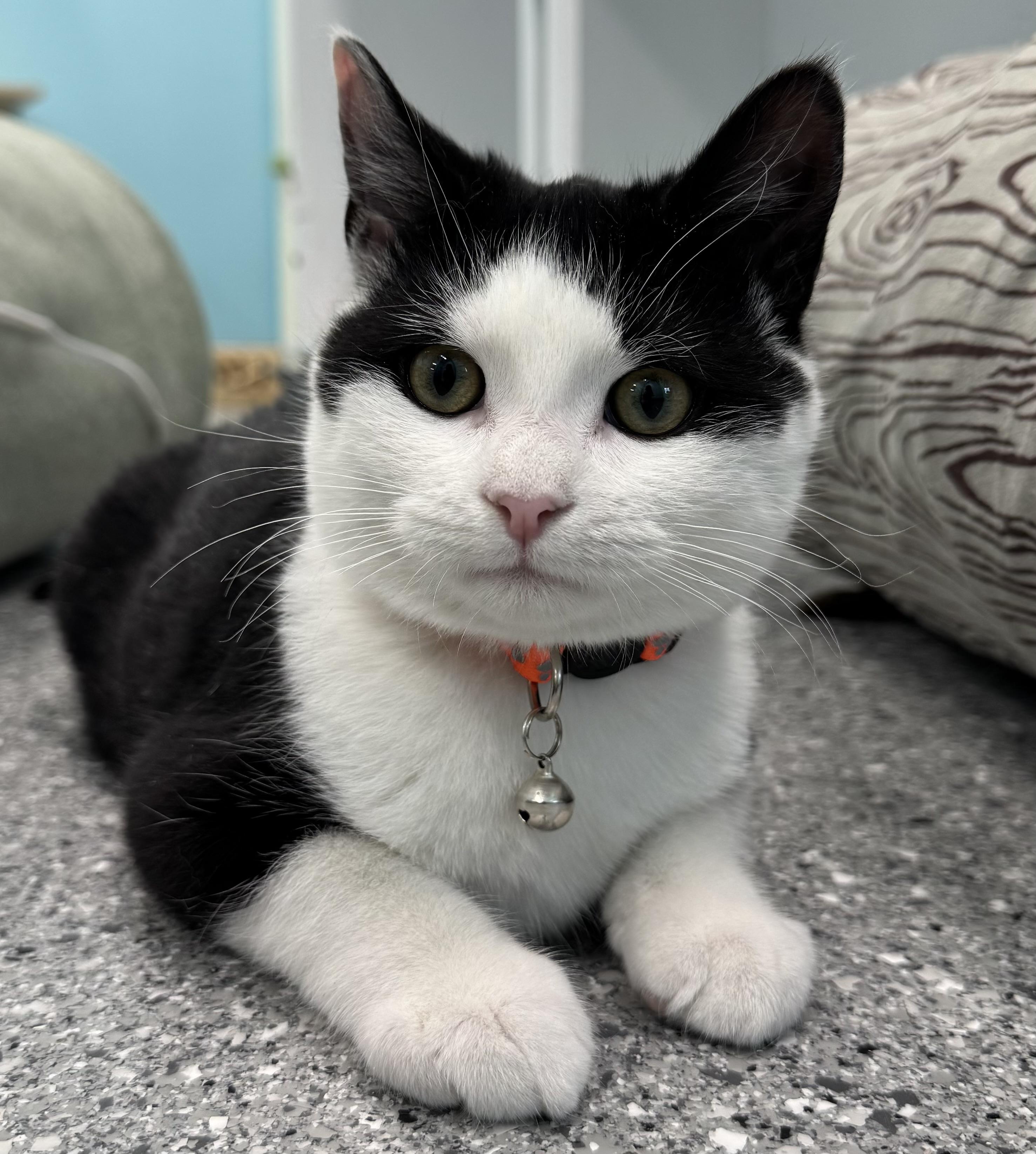 Enlarge Rudolph, a ADOPTABLE Tuxedo in Morris, MN image 1/2