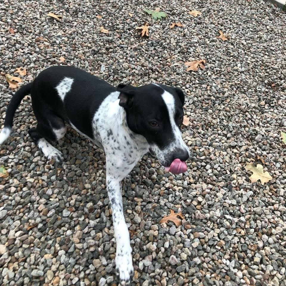 Ray, Adoptable, Young Male Mixed Breed.