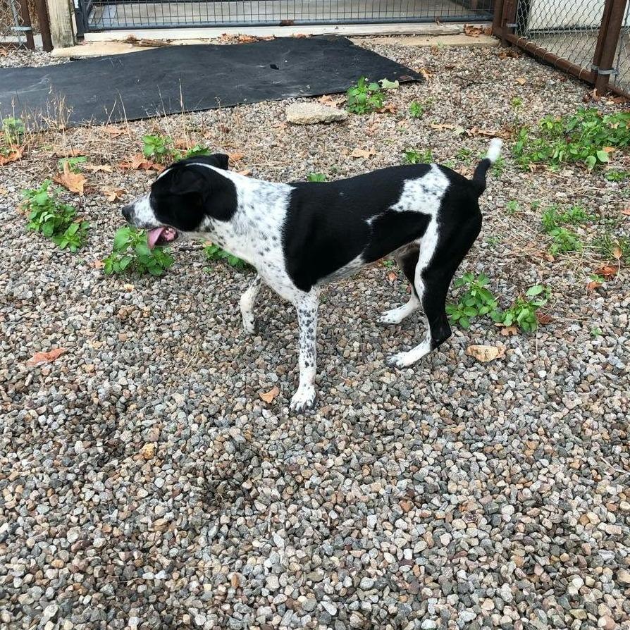 Enlarge Ray, a Adoptable Mixed Breed in Stilwell, OK image 2/2