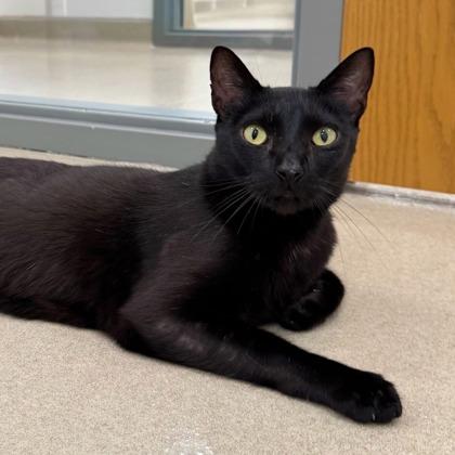 Lovey, Adoptable, Adult Male Domestic Short Hair & Domestic Short Hair.