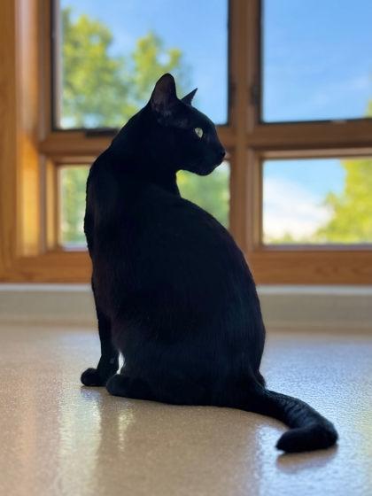 Enlarge Lovey, a Adoptable mixed breed in Traverse City, MI image 2/3
