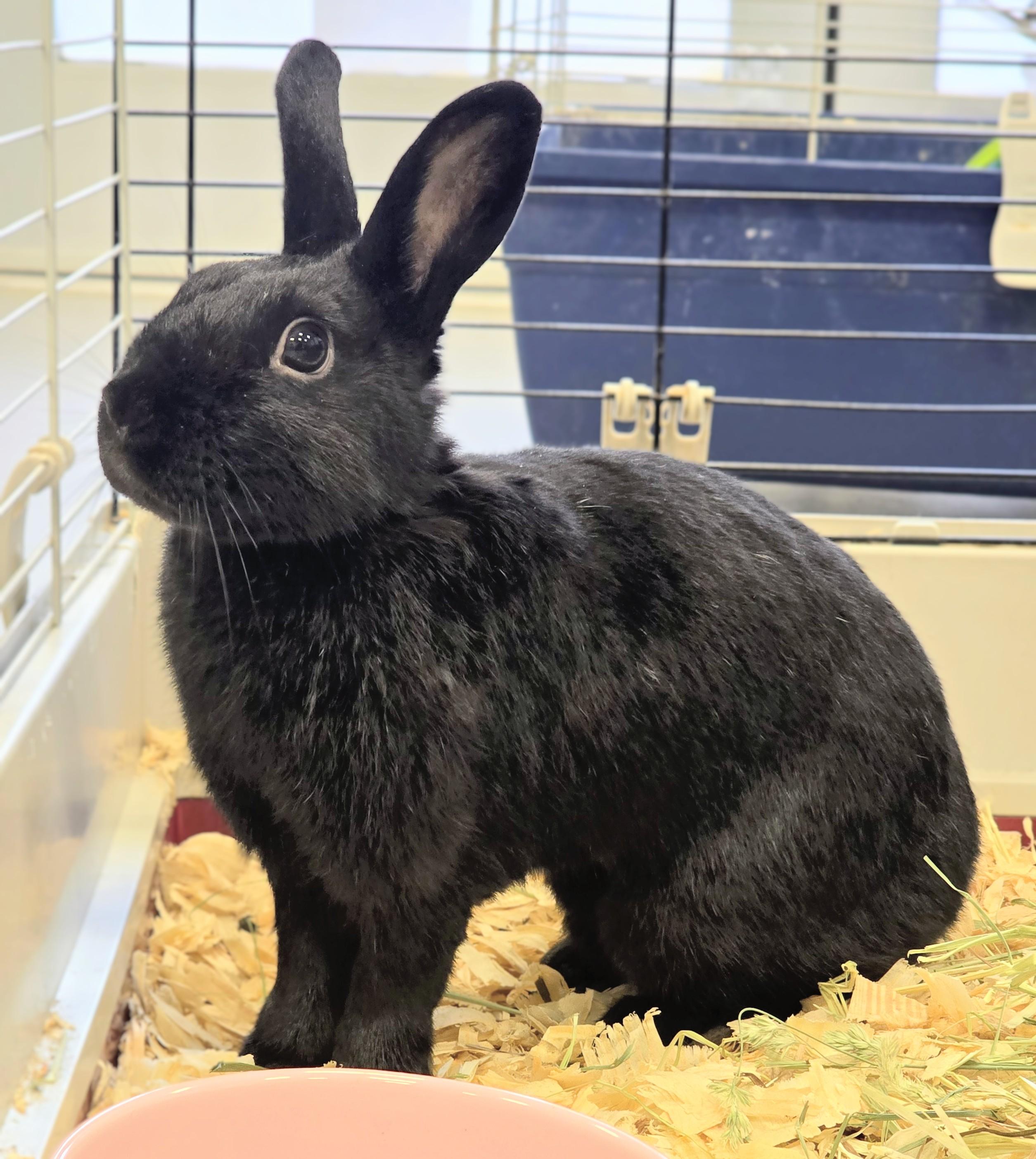 #77 Blitz, adopted, Young Female Dwarf.