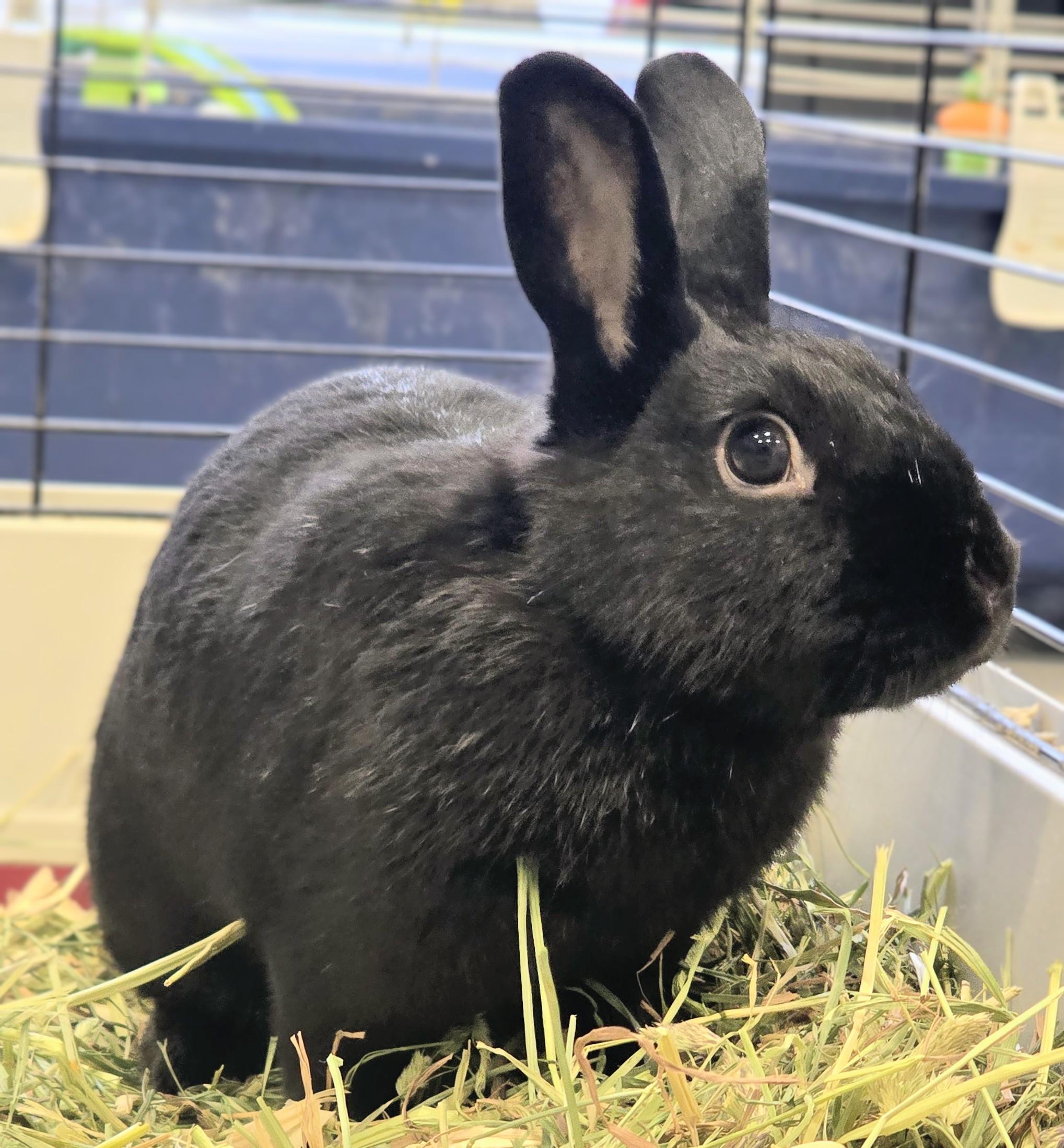 Enlarge #77 Blitz, an adopted Dwarf in Amityville, NY image 2/2