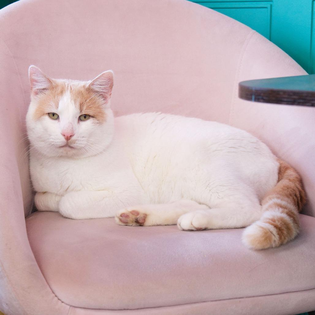 Spike, Adoptable, Adult Male Domestic Short Hair.