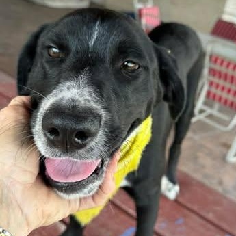 Harley — thumbnail 3