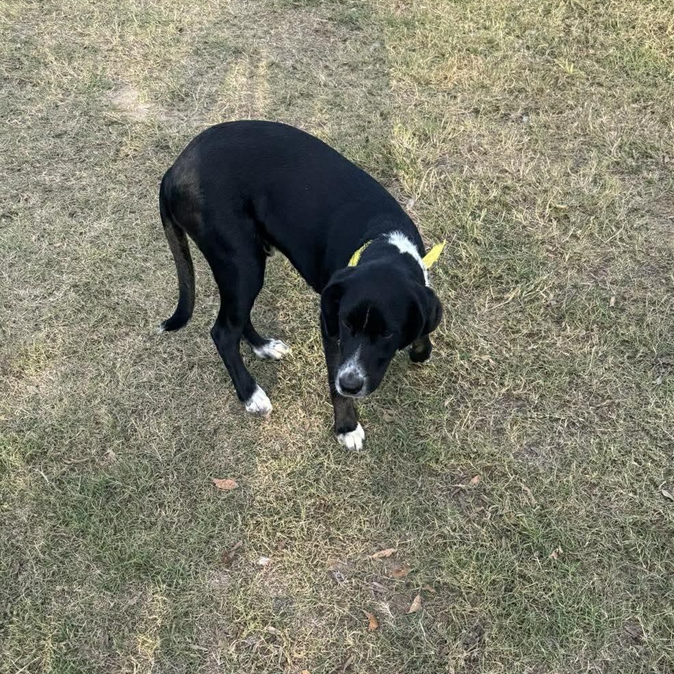 Harley — thumbnail 5