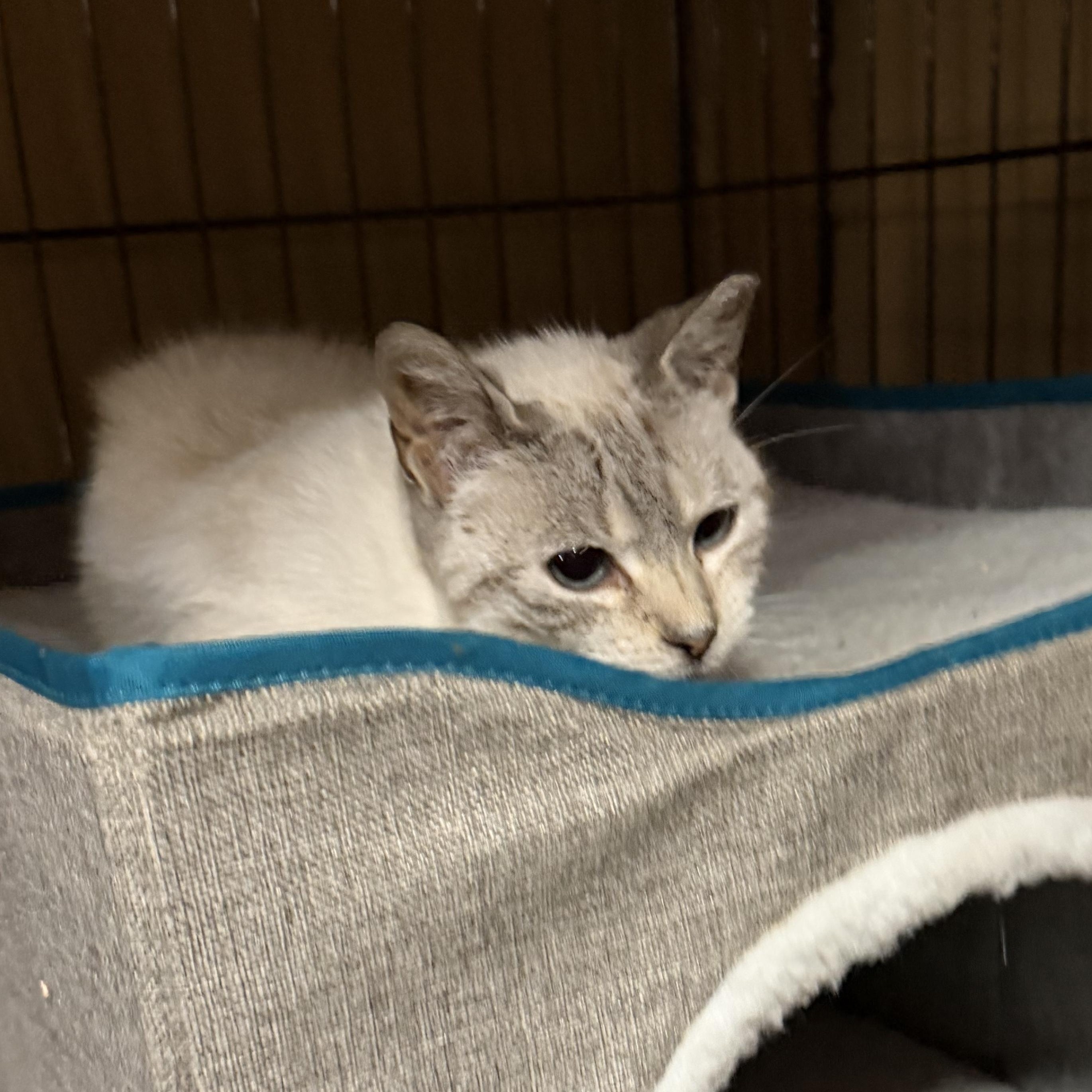 Enlarge Blue, a Adoptable mixed breed in Frederick, MD image 3/6