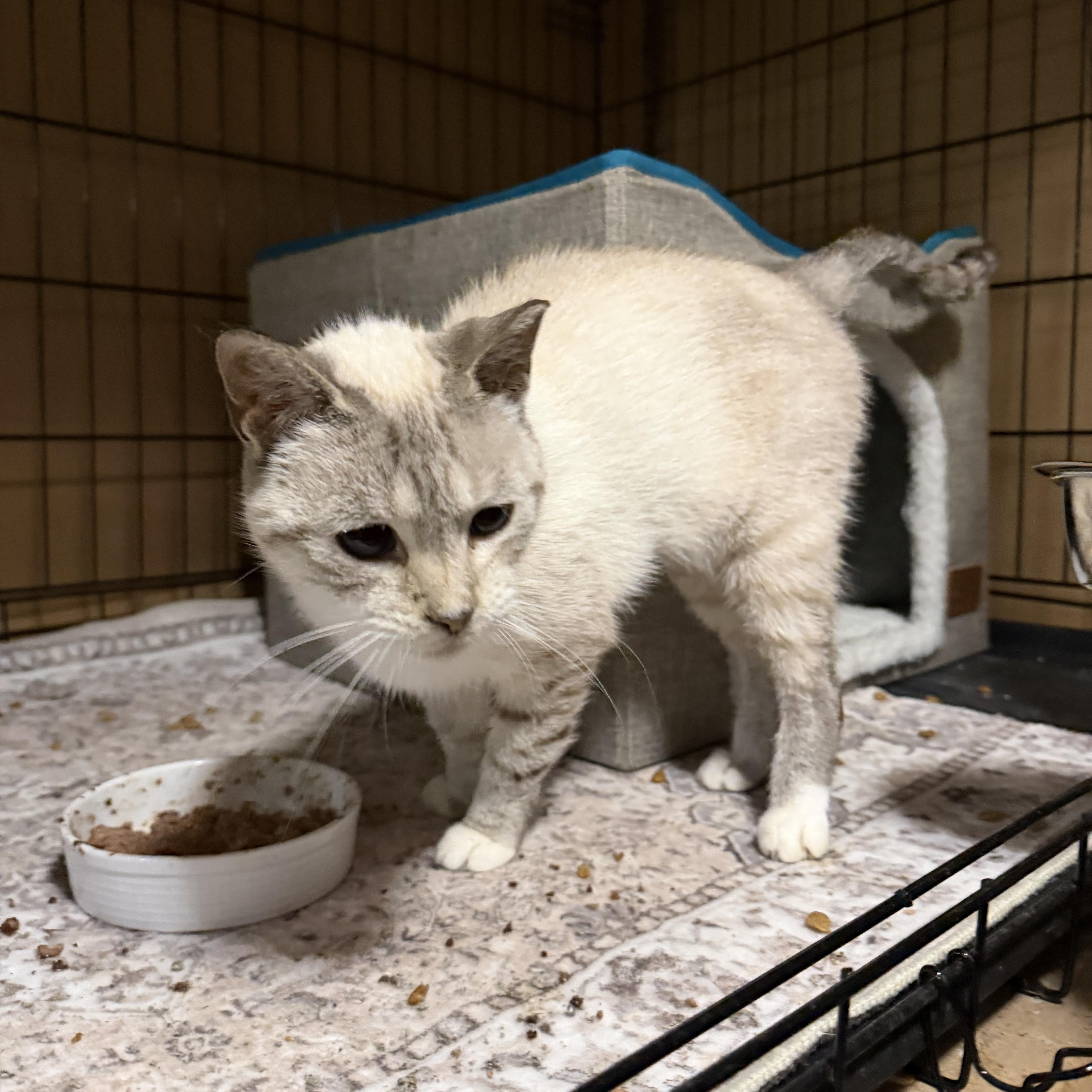 Enlarge Blue, a Adoptable mixed breed in Frederick, MD image 4/6