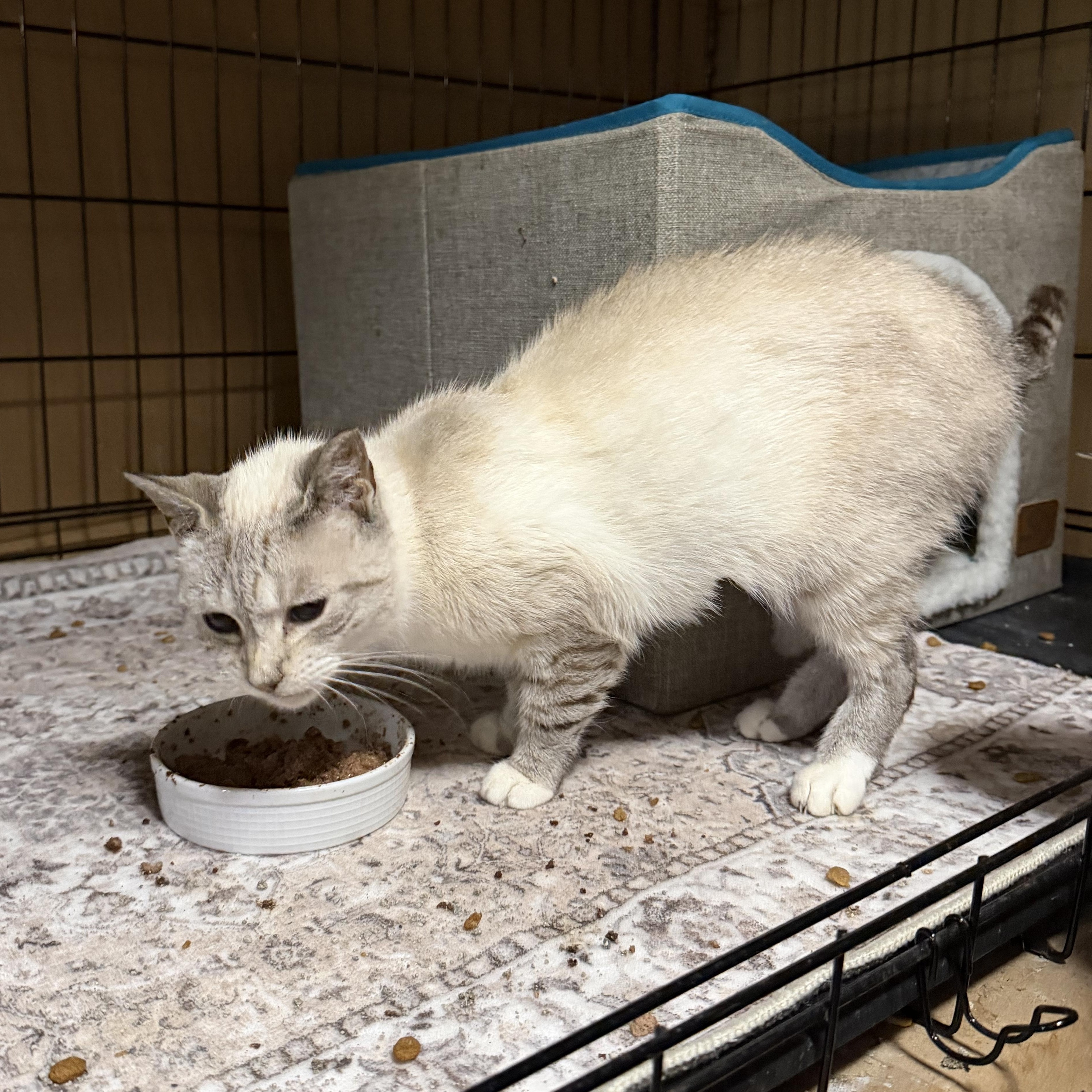 Enlarge Blue, a Adoptable mixed breed in Frederick, MD image 5/6