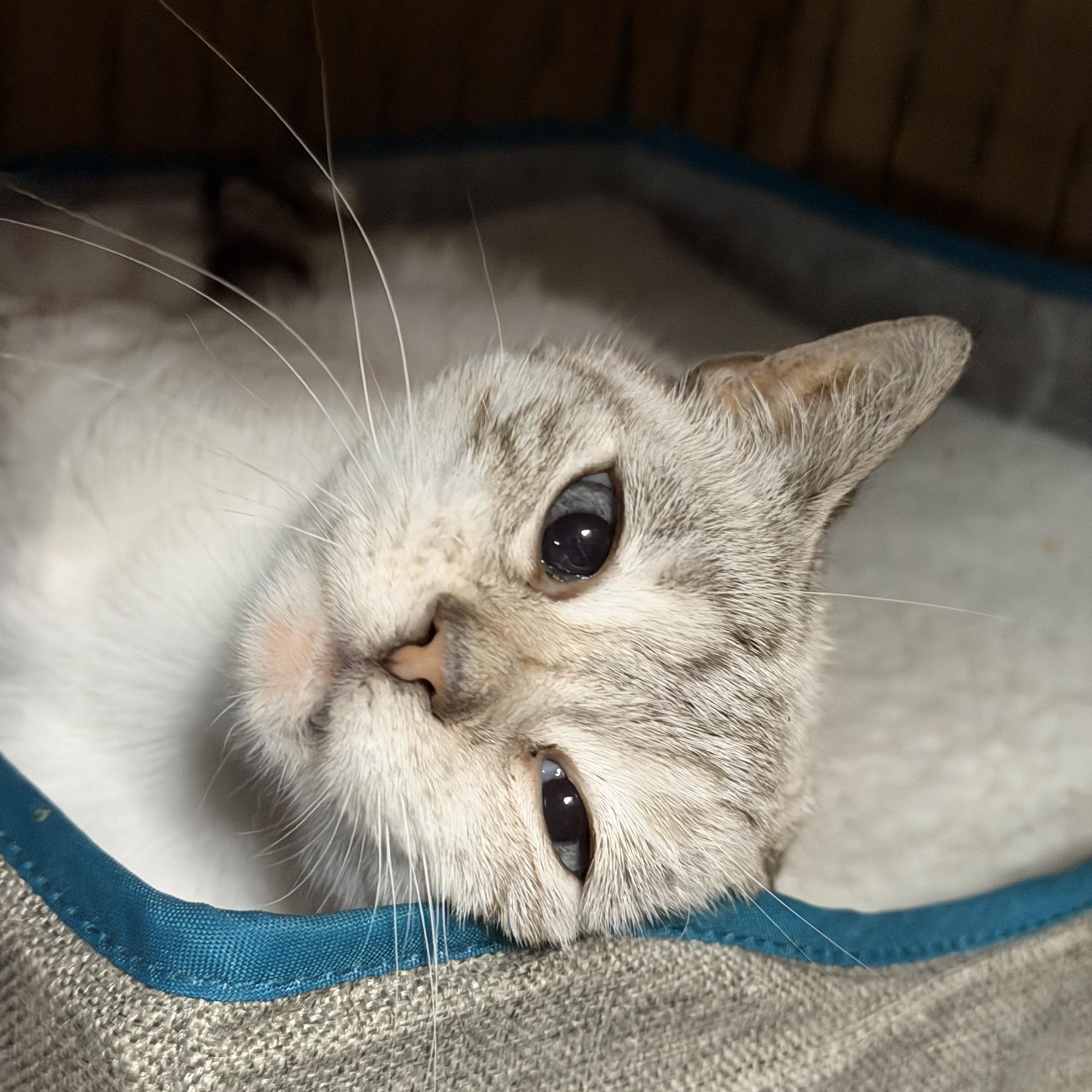 Enlarge Blue, a Adoptable mixed breed in Frederick, MD image 1/6