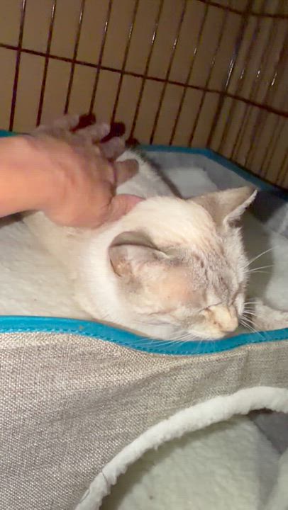 Enlarge Blue, a Adoptable mixed breed in Frederick, MD video 6/6