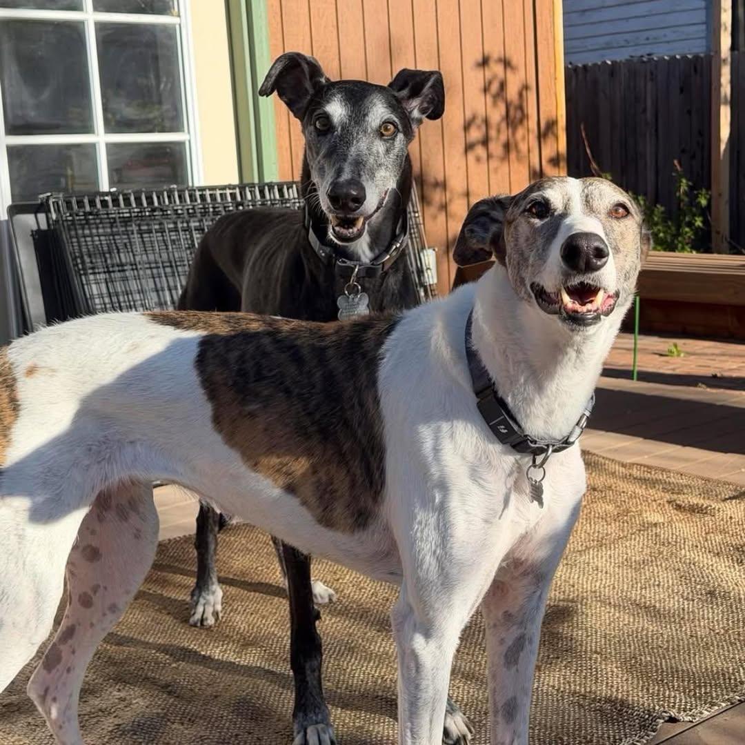 Mark and Sye, ADOPTABLE, Adult Male Greyhound.