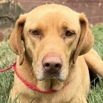 Enlarge Enzo, a ADOPTABLE mixed breed in Manhasset, NY image 1/6
