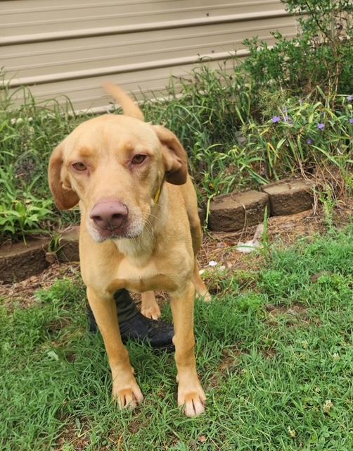 Enlarge Enzo, a ADOPTABLE mixed breed in Manhasset, NY image 5/6