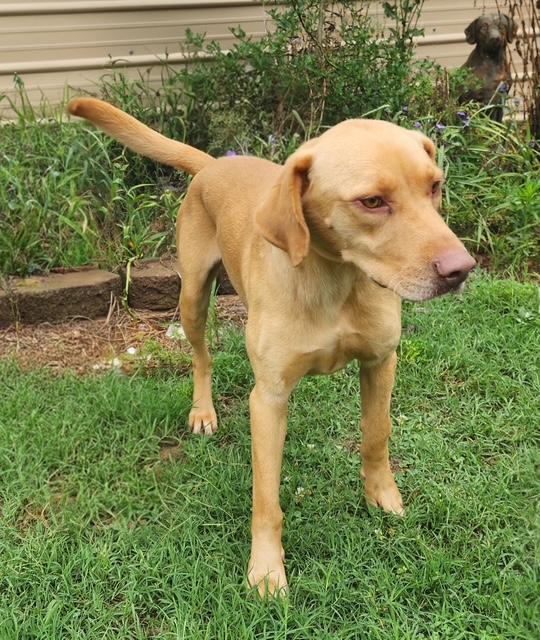 Enlarge Enzo, a ADOPTABLE mixed breed in Manhasset, NY image 6/6