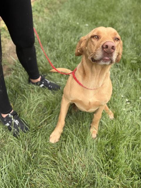 Enlarge Enzo, a ADOPTABLE mixed breed in Manhasset, NY image 3/6