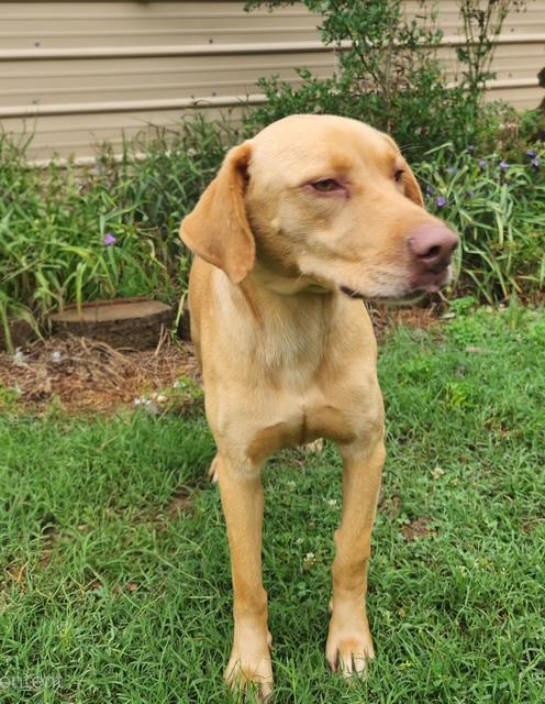 Enlarge Enzo, a ADOPTABLE mixed breed in Manhasset, NY image 4/6