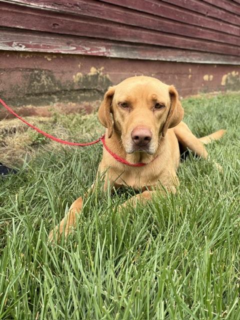 Enlarge Enzo, a ADOPTABLE mixed breed in Manhasset, NY image 2/6
