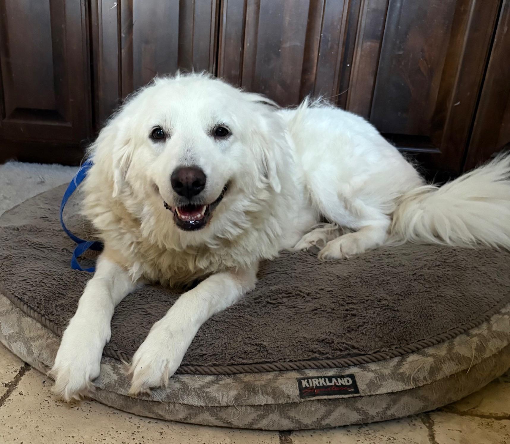 MADISON, an adopted mixed breed in Fort Worth , TX image 3/5