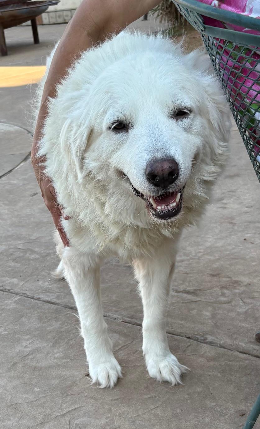 MADISON, an adopted mixed breed in Fort Worth , TX image 2/5