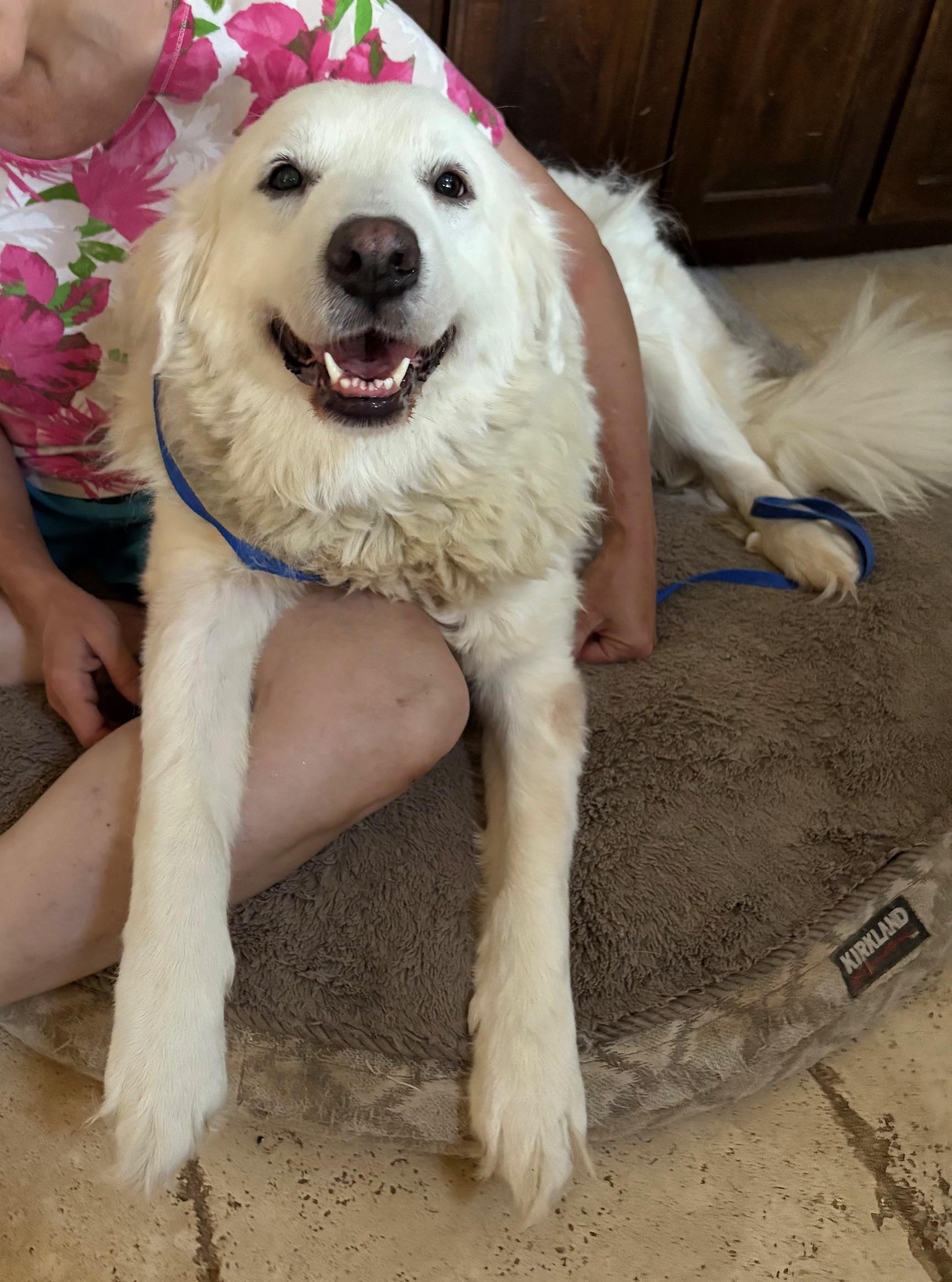 MADISON, an adopted mixed breed in Fort Worth , TX image 4/5