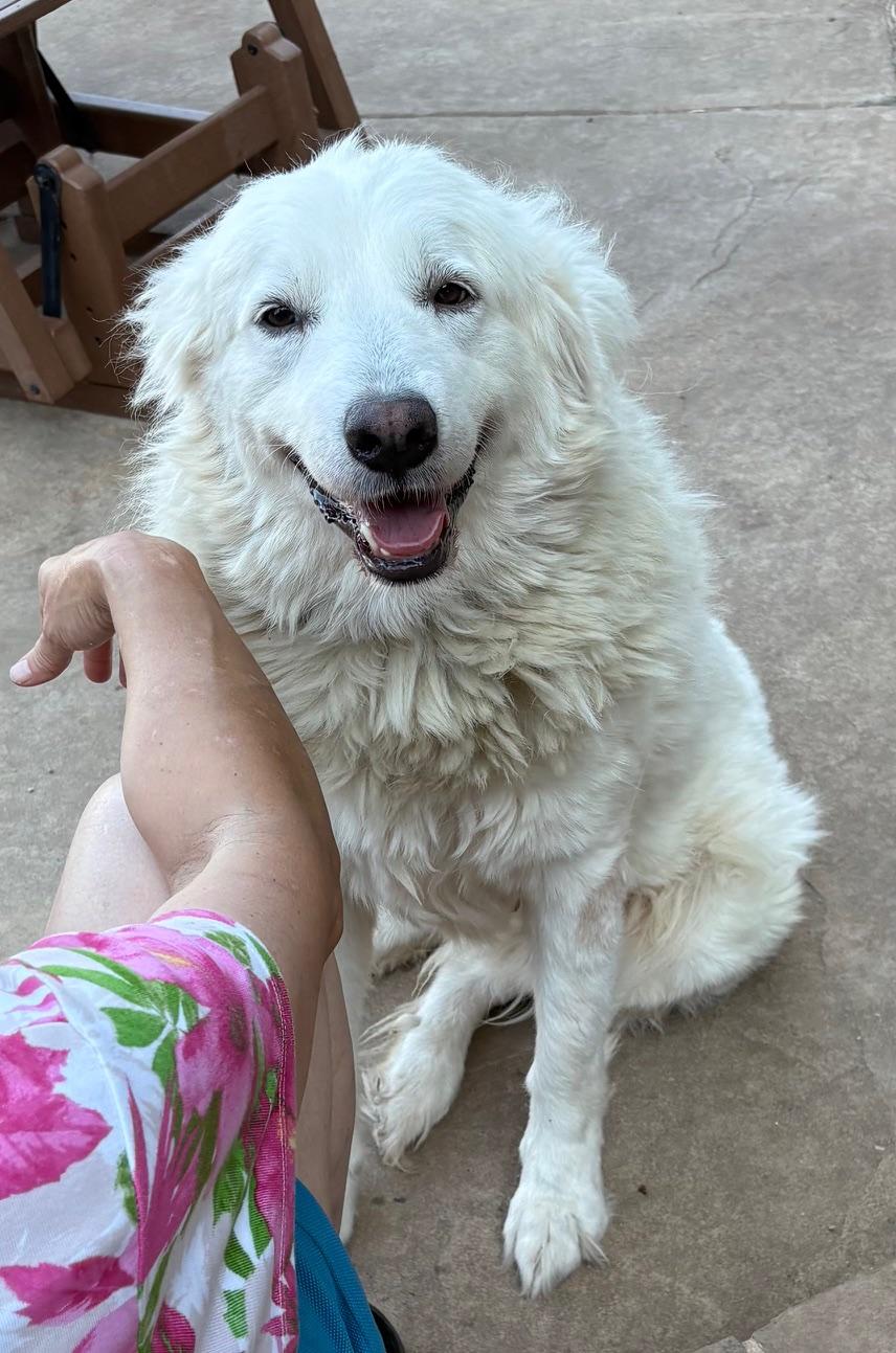 MADISON, an adopted mixed breed in Fort Worth , TX image 1/5