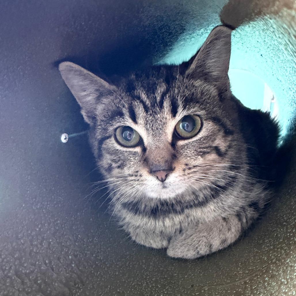 Corrine, a Adoptable Domestic Short Hair in Marion, VA image 2/2