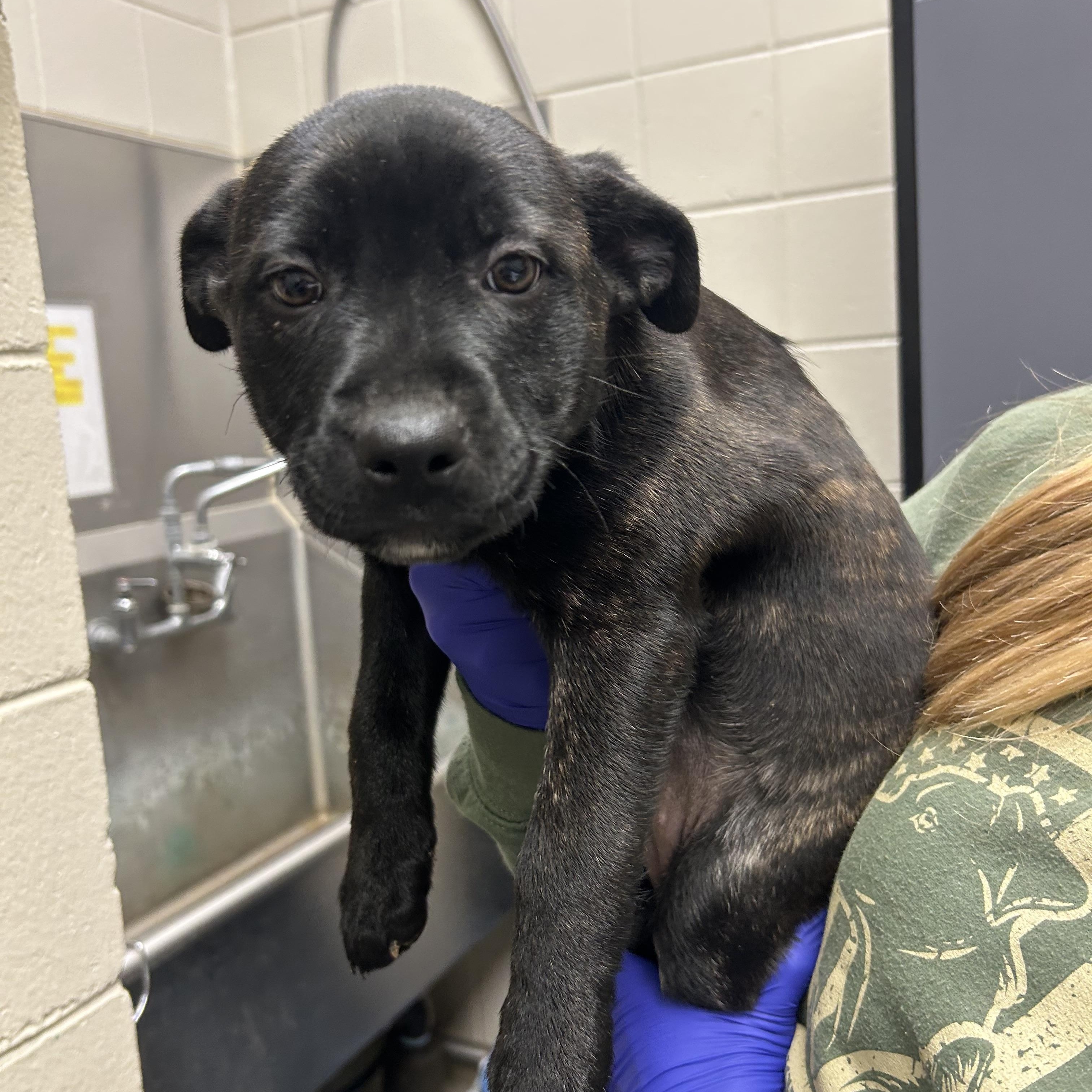 Moxie, ADOPTABLE, Puppy Female Mastiff & Pit Bull Terrier.