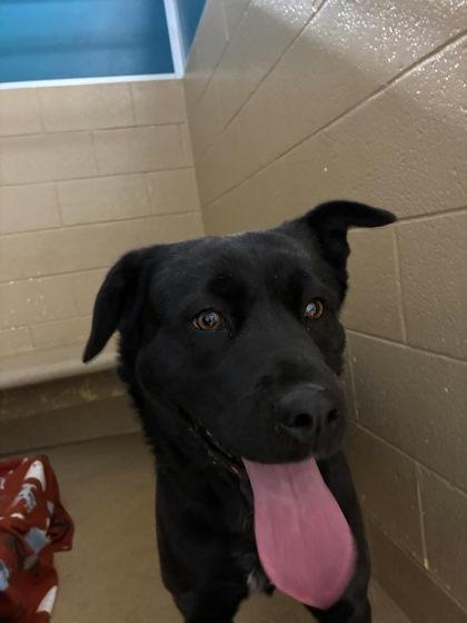 Thelma, ADOPTABLE, Adult Female Mixed Breed.