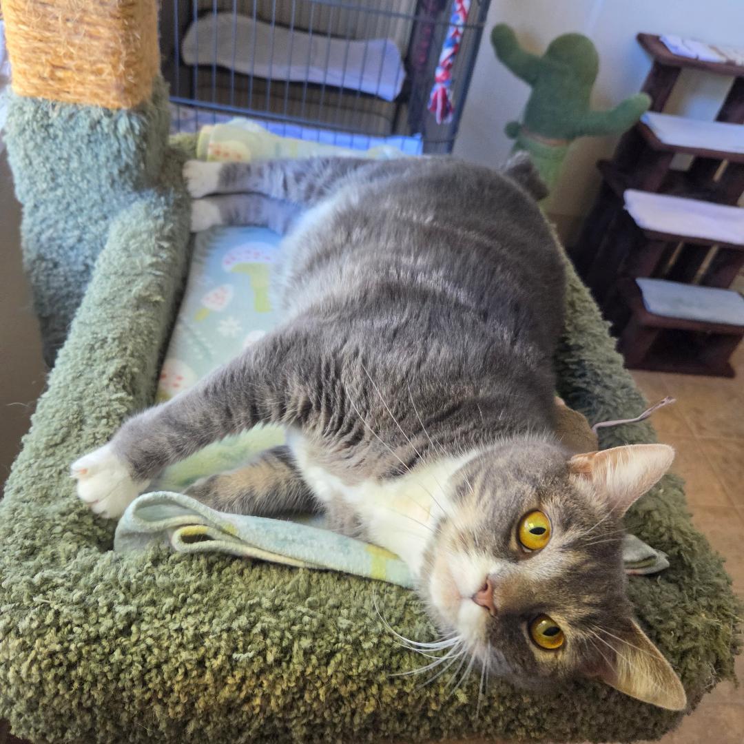 Muffin, Adoptable, Adult Female Domestic Short Hair.