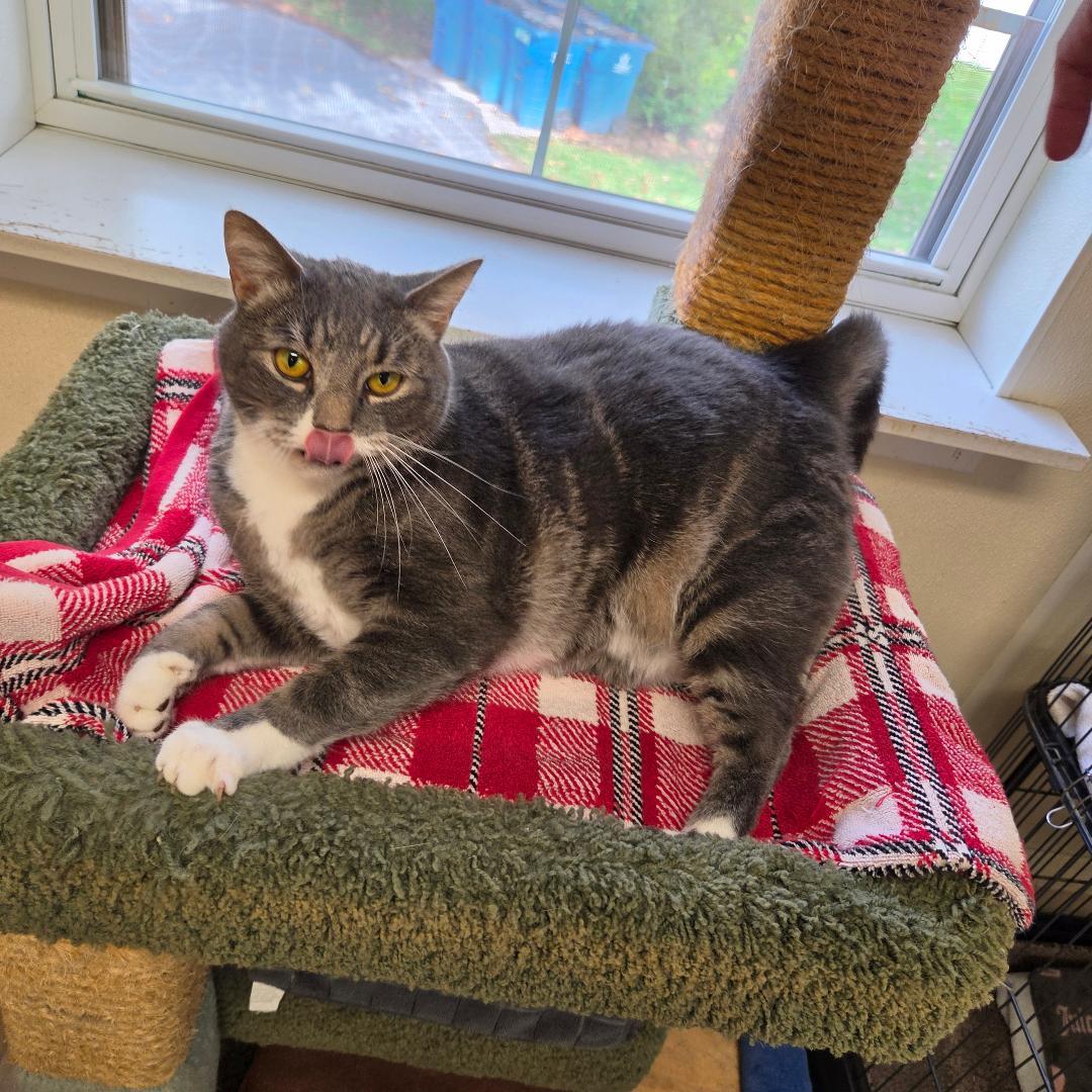Enlarge Muffin, a Adoptable Domestic Short Hair in Dillsburg, PA image 2/6