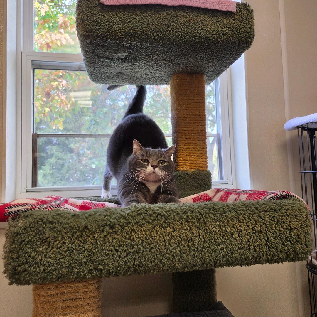 Enlarge Muffin, a Adoptable Domestic Short Hair in Dillsburg, PA image 3/6