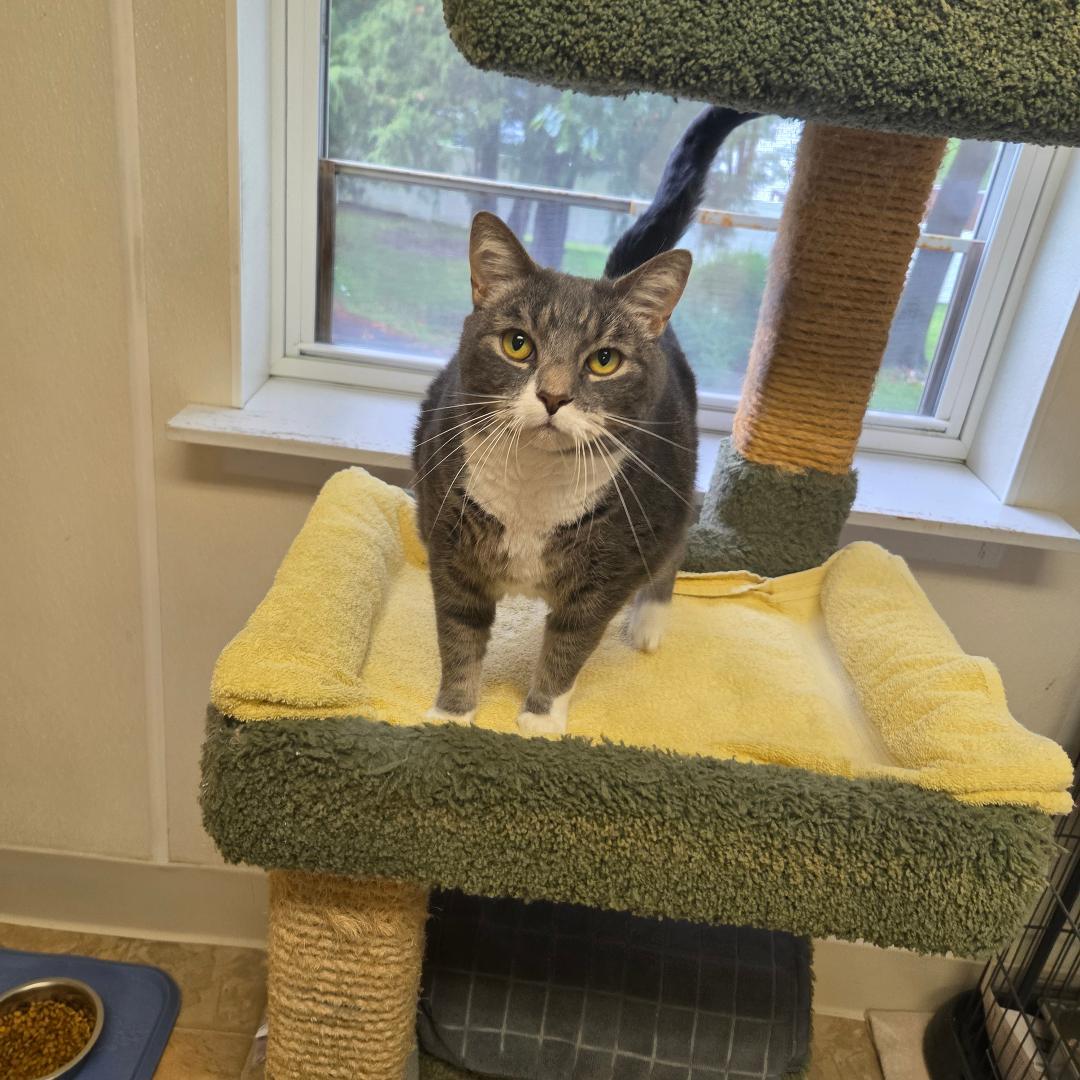 Enlarge Muffin, a Adoptable Domestic Short Hair in Dillsburg, PA image 5/6