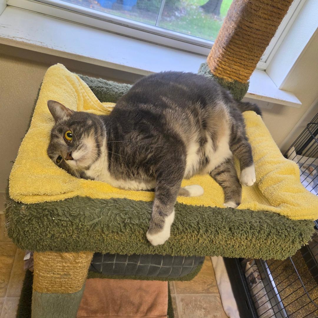 Enlarge Muffin, a Adoptable Domestic Short Hair in Dillsburg, PA image 4/6