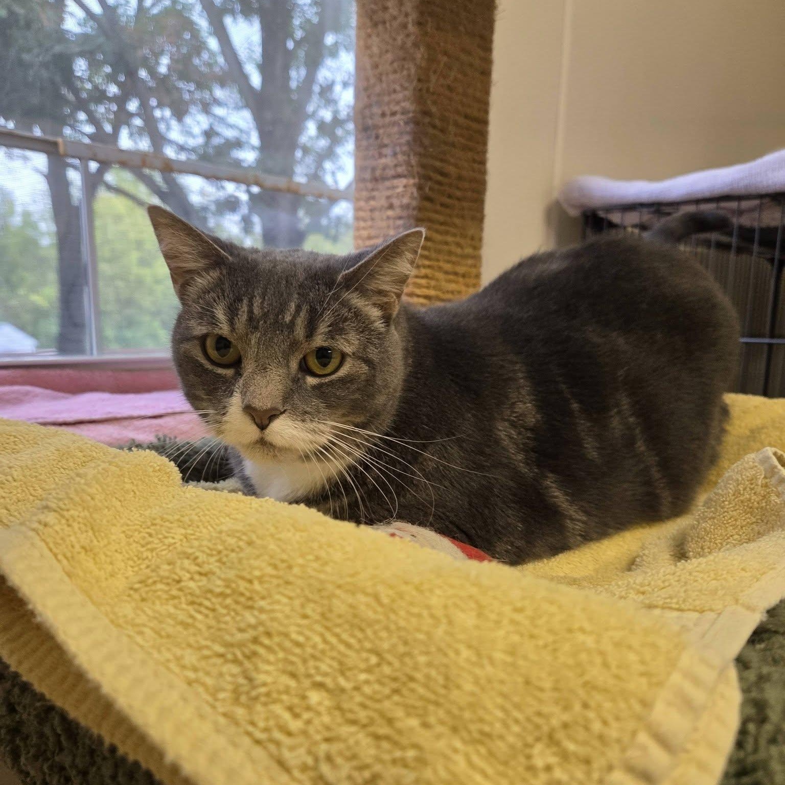 Enlarge Muffin, a Adoptable Domestic Short Hair in Dillsburg, PA image 6/6