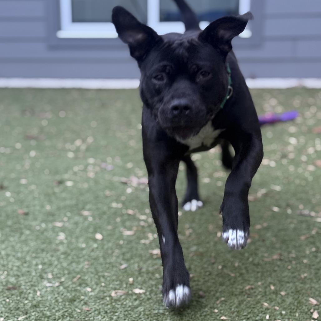 Matilda, Adoptable, Adult Female Pit Bull Terrier.