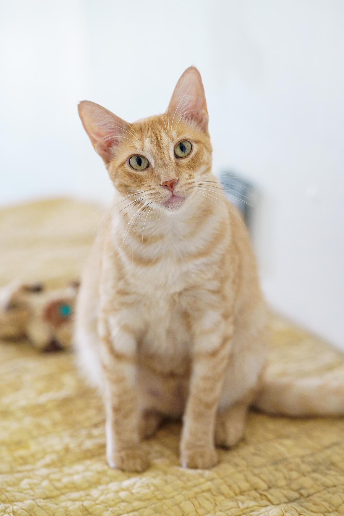 Enlarge Lady, a Adoptable Tabby in Marble Falls, TX image 1/6