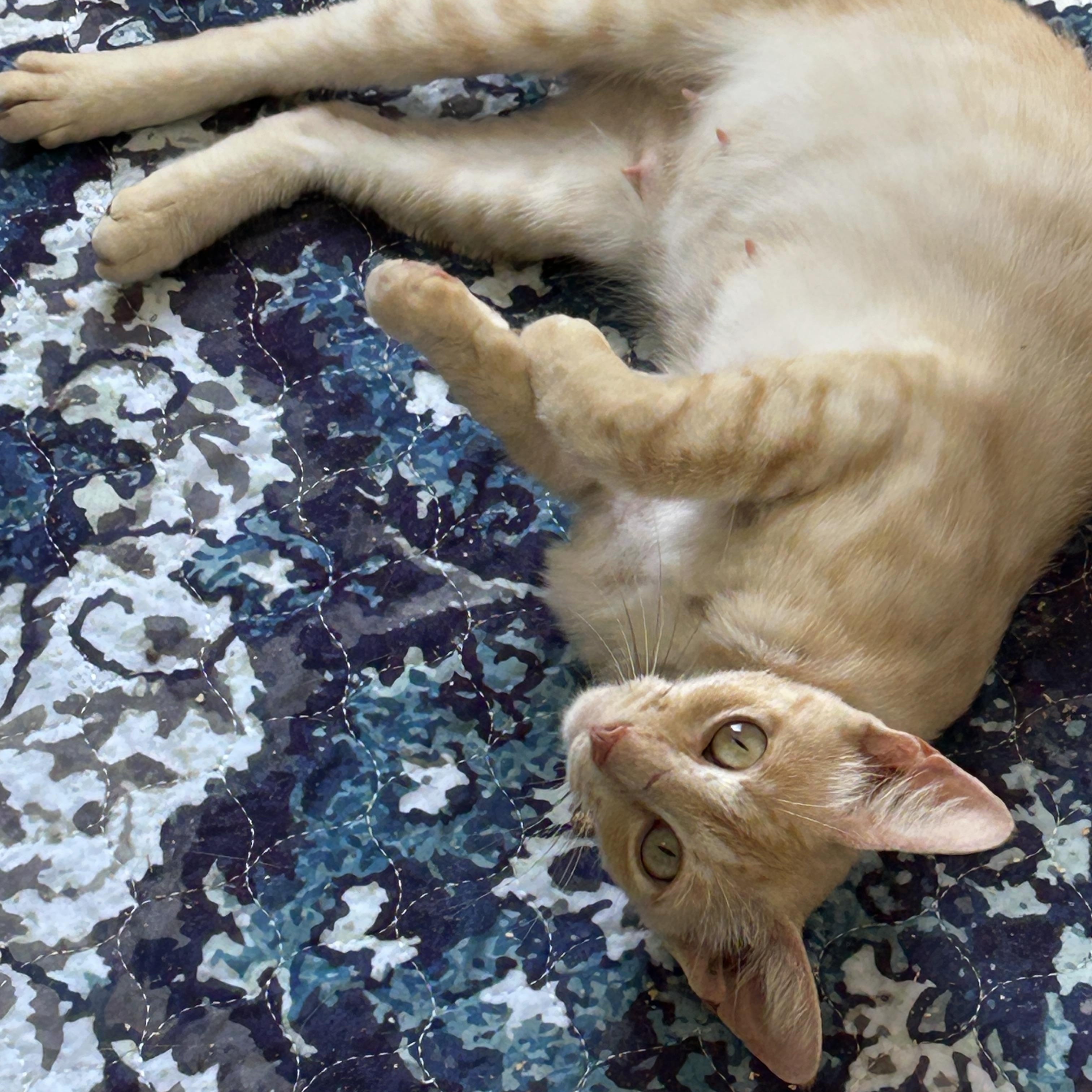 Lady, Adoptable, Adult Female Tabby.