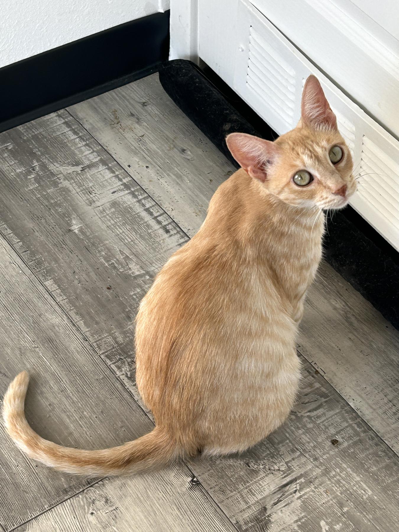 Lady, a Adoptable Tabby in LAMPASAS, TX image 3/6