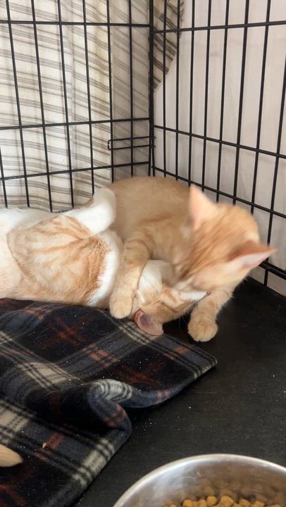Enlarge Lady, a Adoptable Tabby in LAMPASAS, TX video 6/6