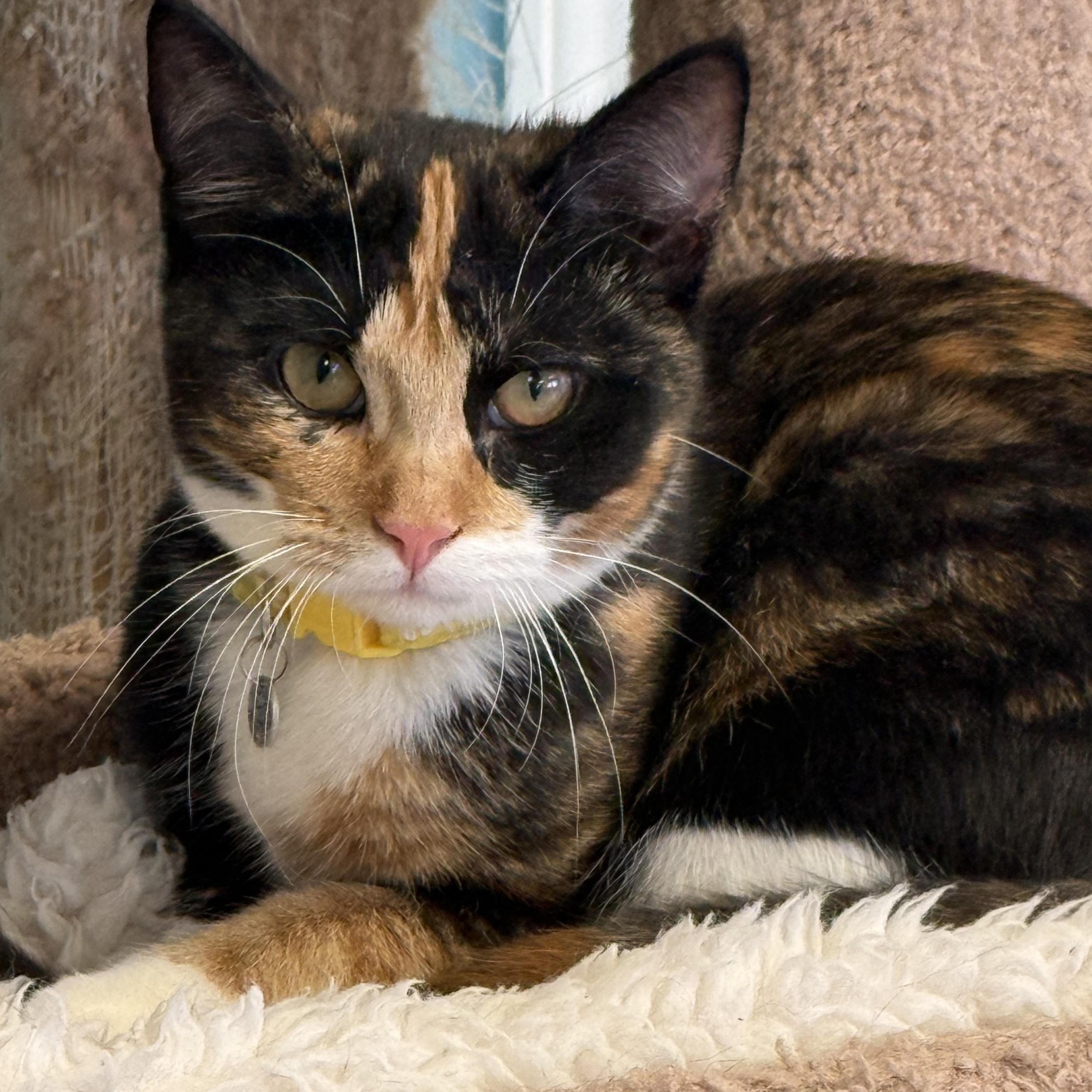 Stella, Adoptable, Kitten Female Calico.