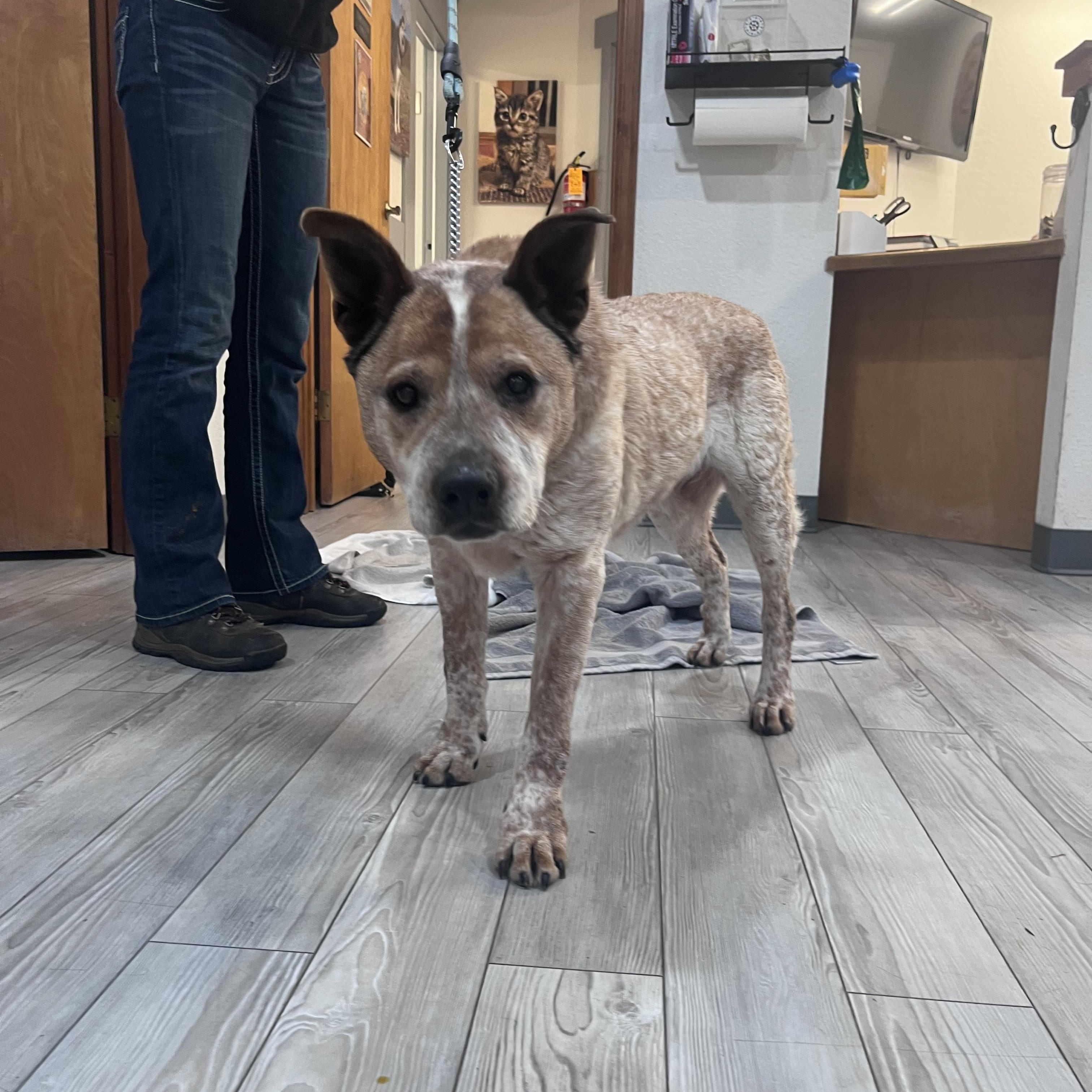 Emma, ADOPTABLE, Senior Female Australian Cattle Dog / Blue Heeler.