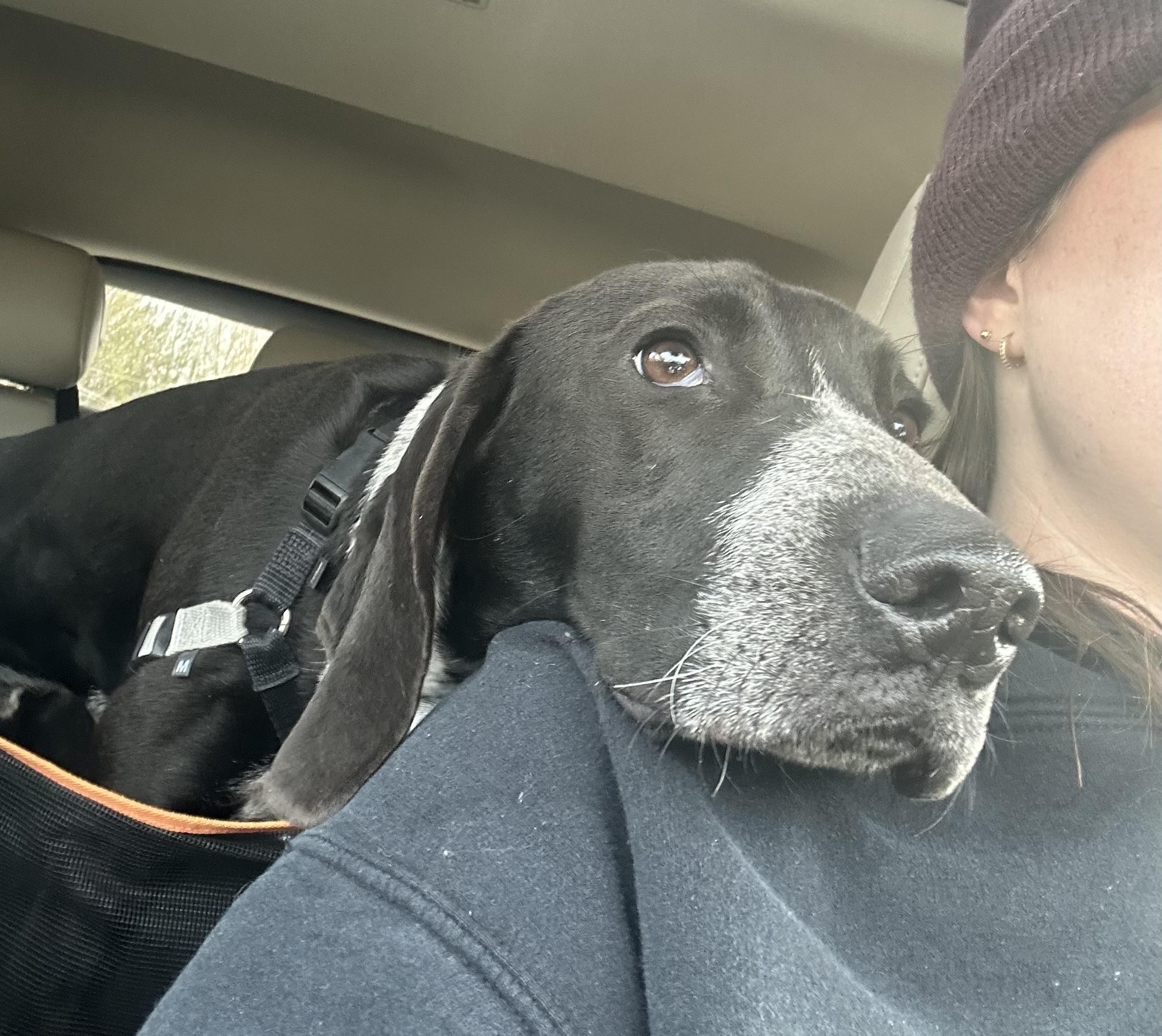 Tofu, adoptable, Young Male Mixed Breed.