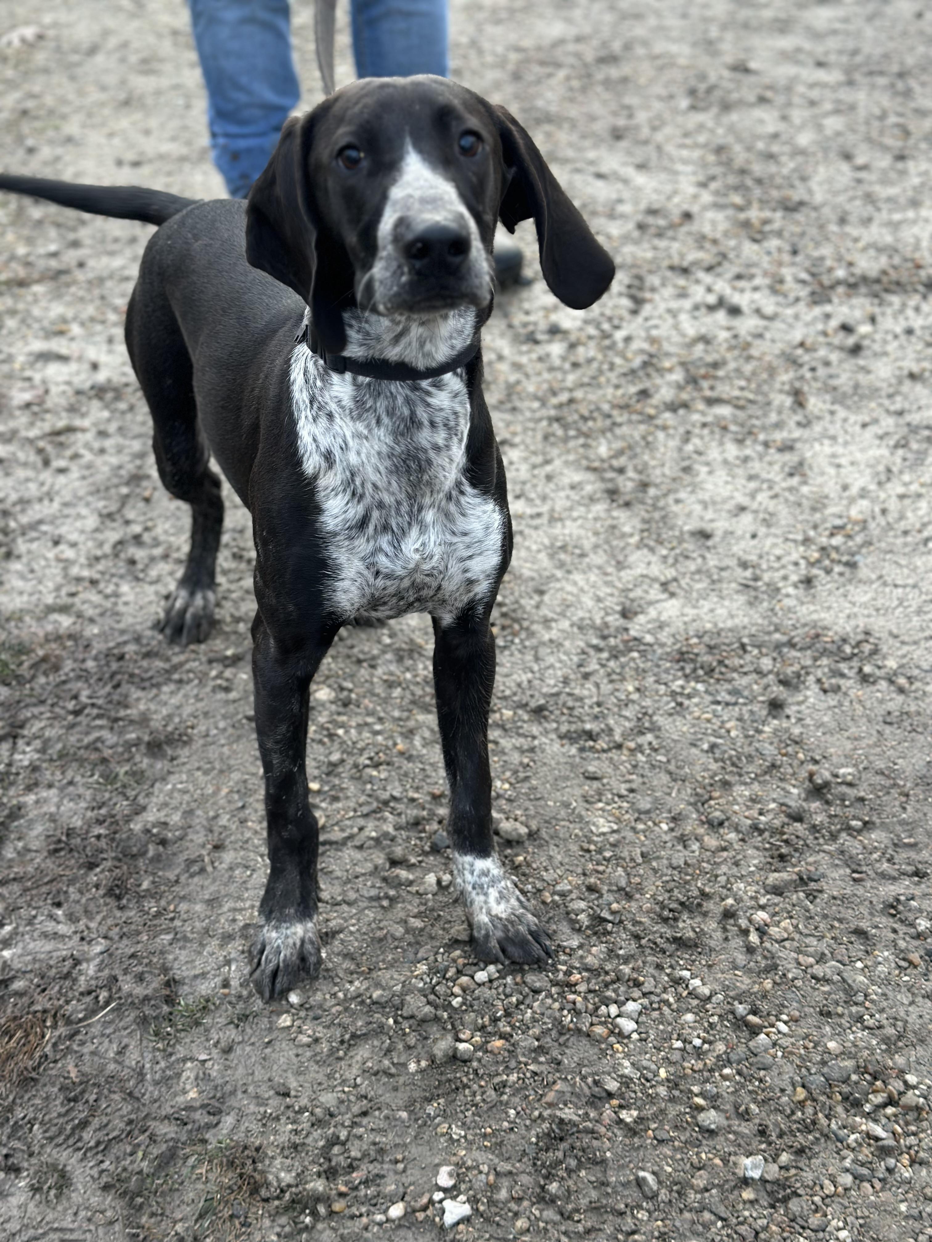 Enlarge Tofu, an adoptable Mixed Breed in Gloucester, VA image 3/6