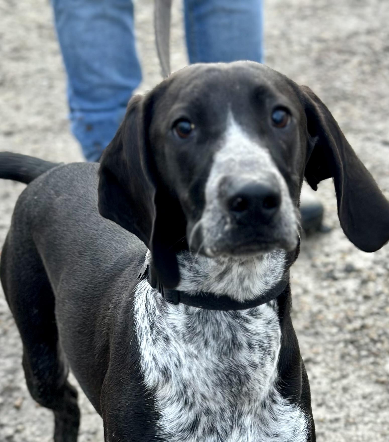 Enlarge Tofu, an adoptable Mixed Breed in Gloucester, VA image 2/6