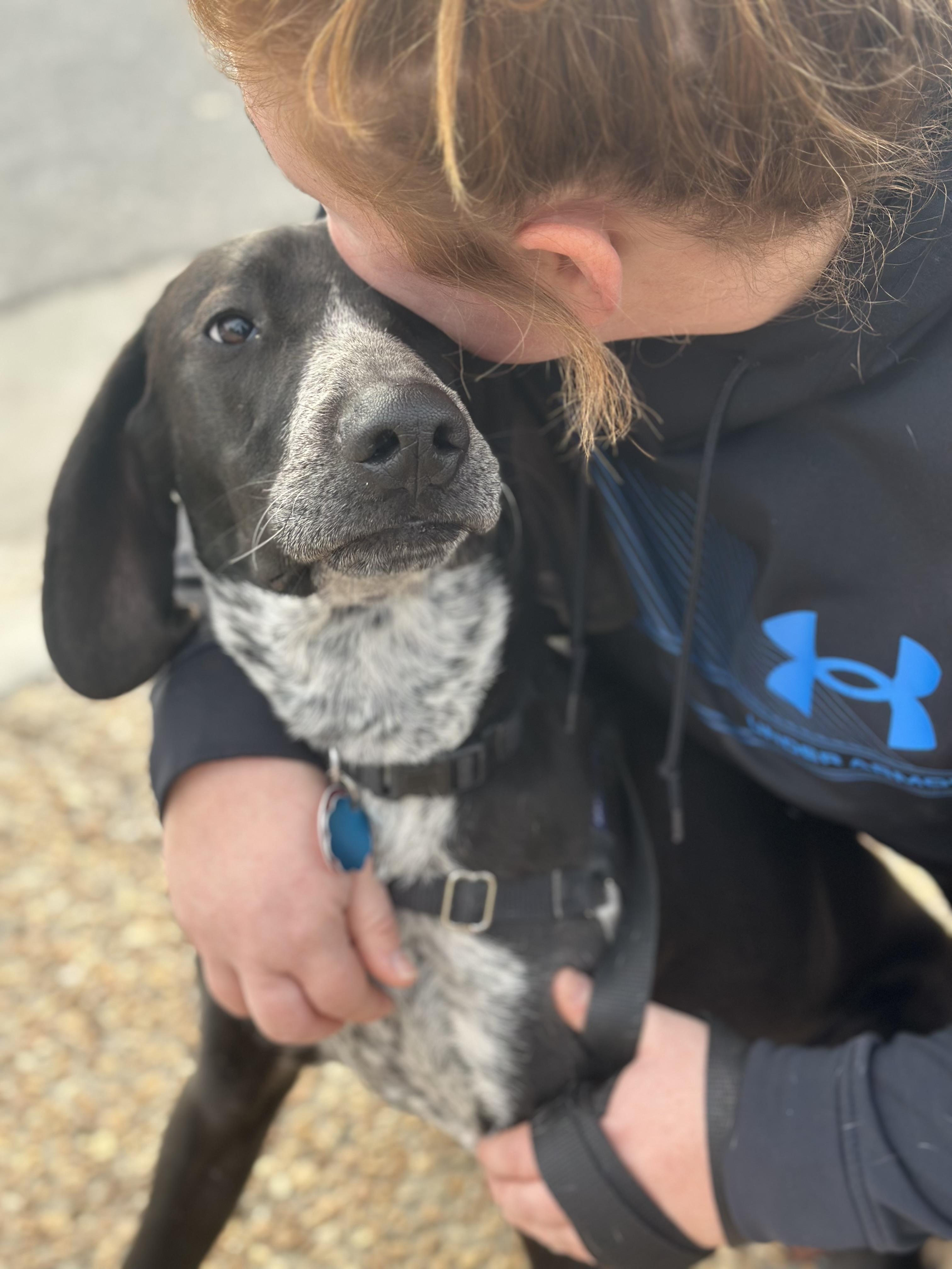 Enlarge Tofu, an adoptable Mixed Breed in Gloucester, VA image 5/6