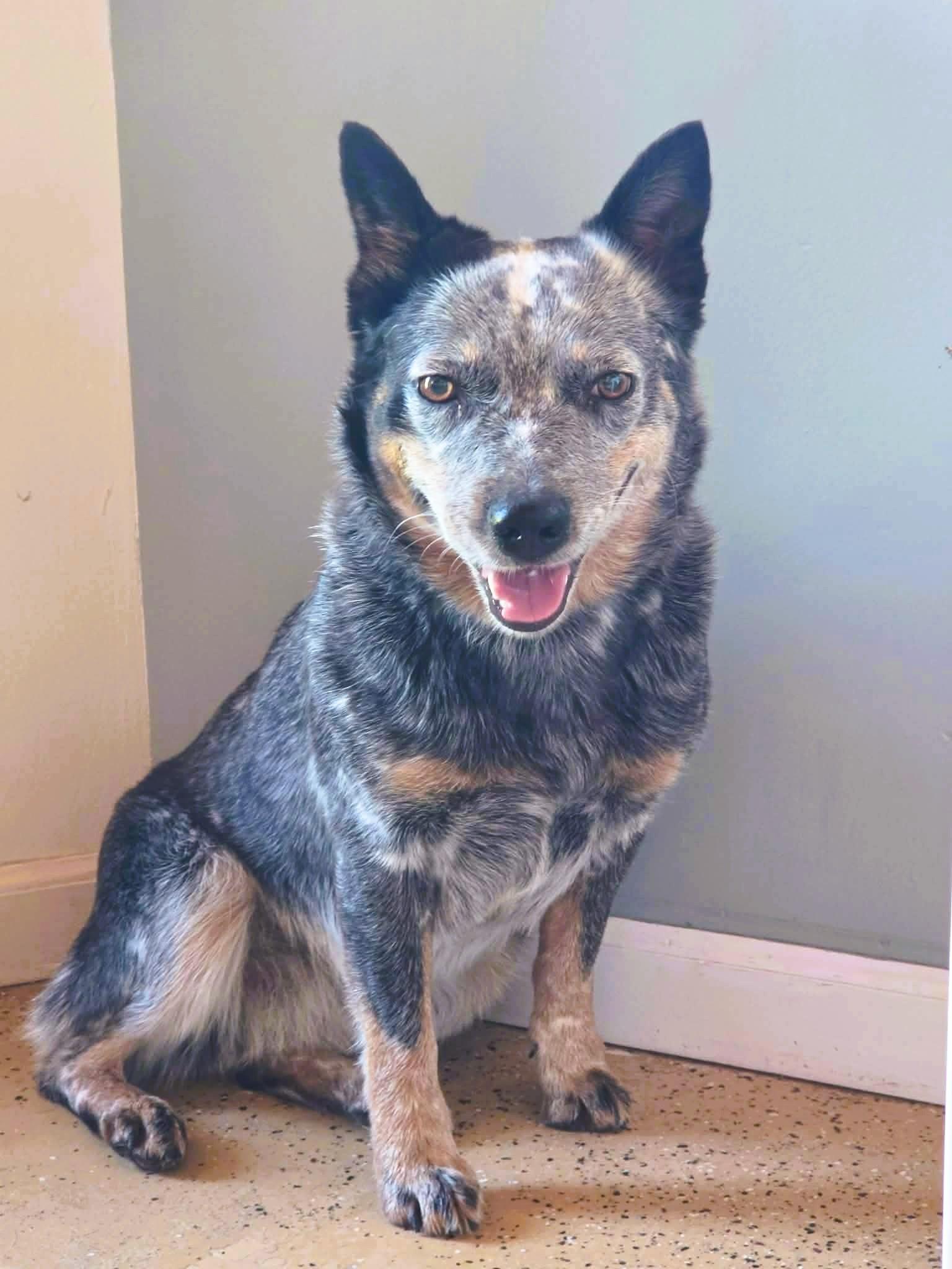 Enlarge Daisy, a Adoptable Cattle Dog in ONeill, NE image 2/2